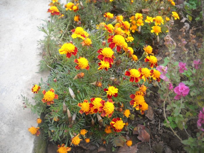 DSCN4878 - flori de toamna