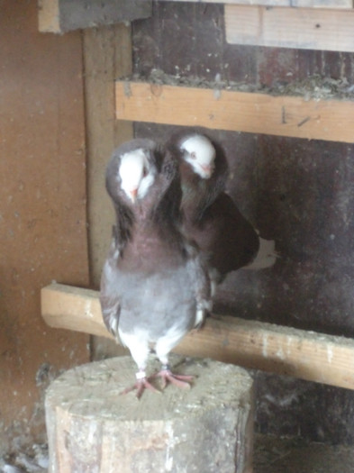 DSC03418 - G CAPUCINII MEI MATCA 2017 SI ARHIVA