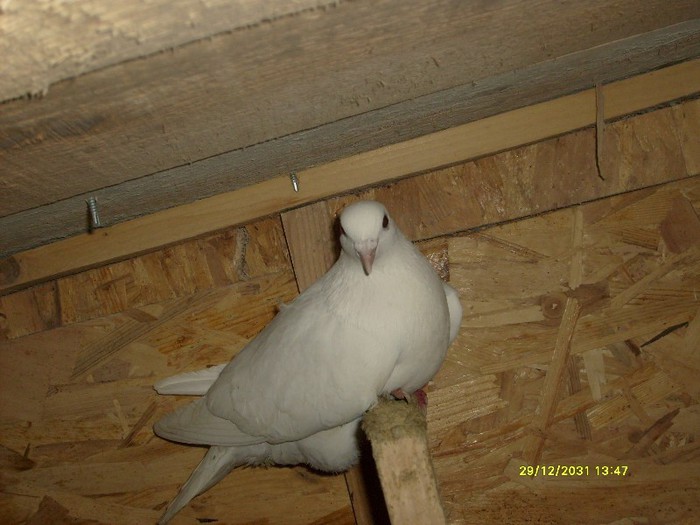 S6300795 - Nu sunt de rasa dar imi plac foarte mult porumbei albi