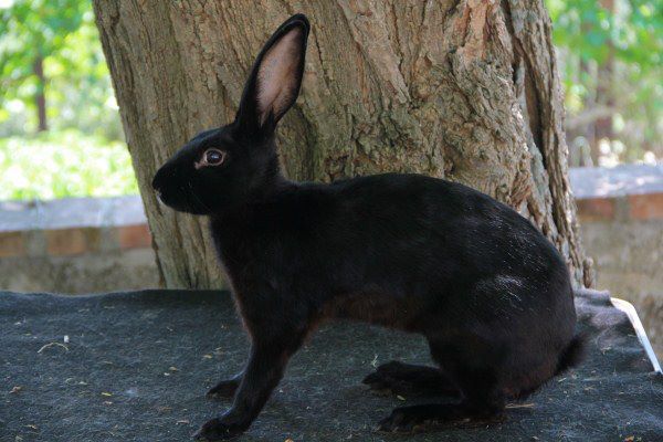 hasen negru in Spania