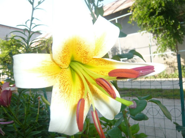 P1170055 - crini 2012