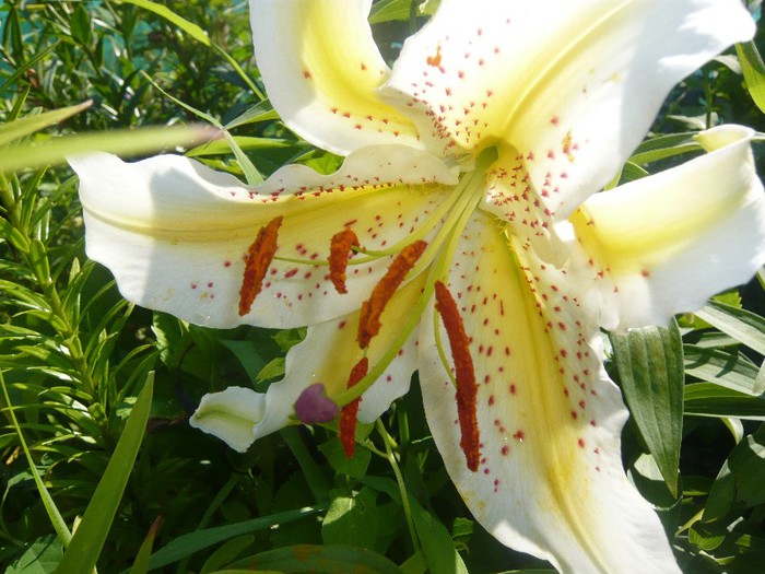 P1170056 - crini 2012