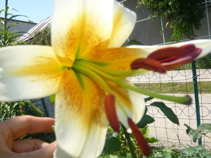 P1170057 - crini 2012