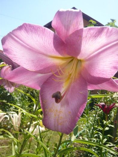 P1170065 - crini 2012