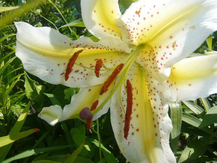 P1170067 - crini 2012