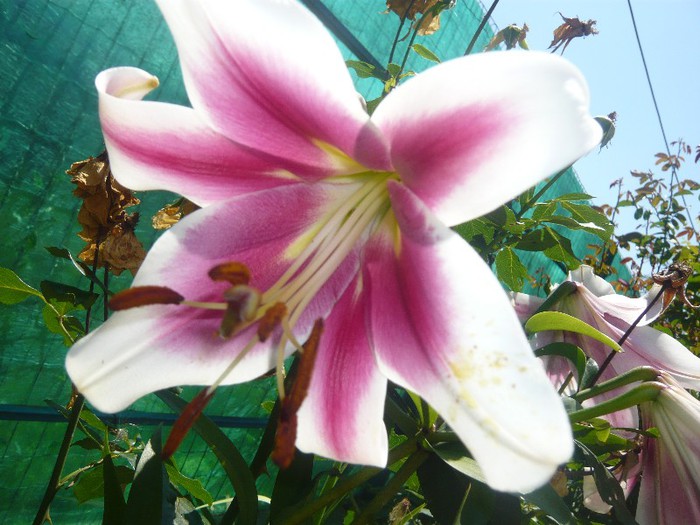 P1170072 - crini 2012