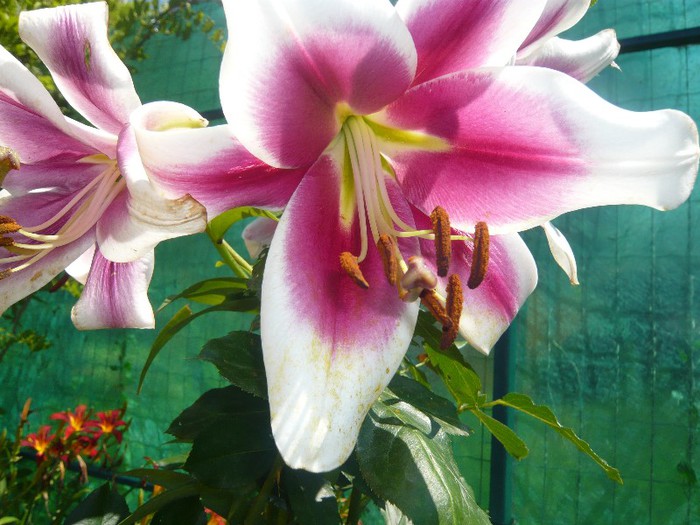 P1170073 - crini 2012