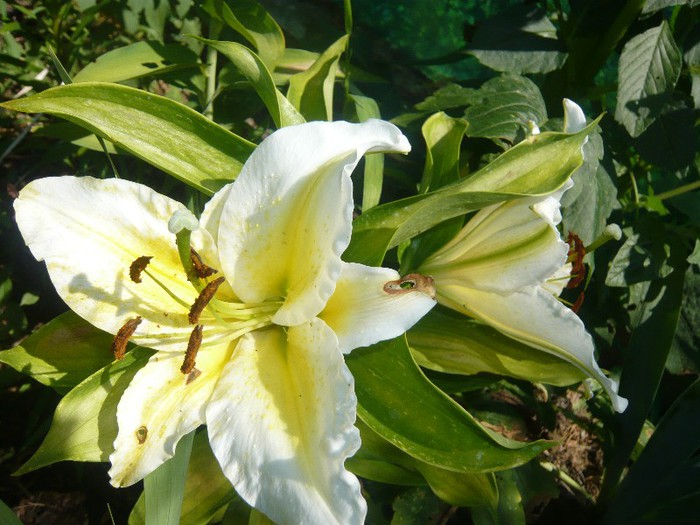 P1170078 - crini 2012