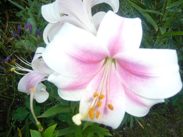 P1170079 - crini 2012