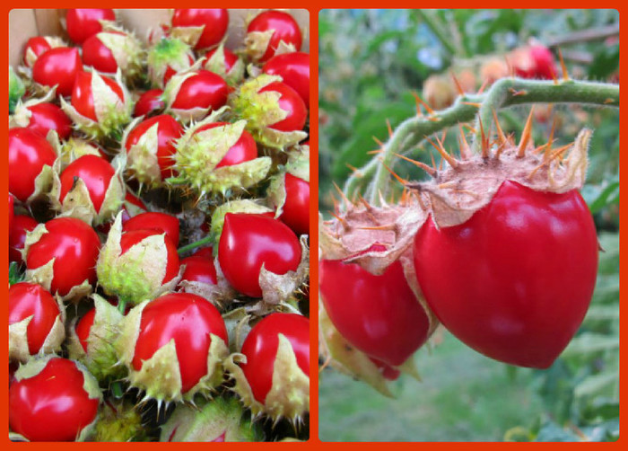 rosii litchi rare