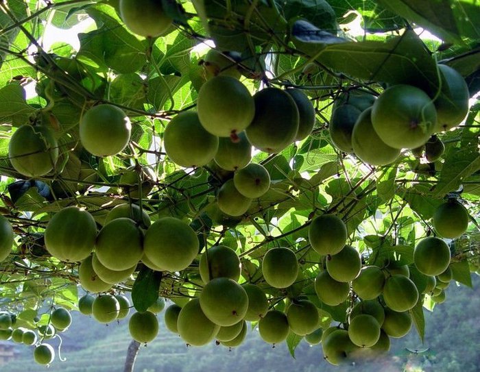 Siraitia grosvenorii - 2-de vanzare 2019-2020-SEMINTE IERBURI FOLOSITOARE SI PLANTE MEDICINALE RARE