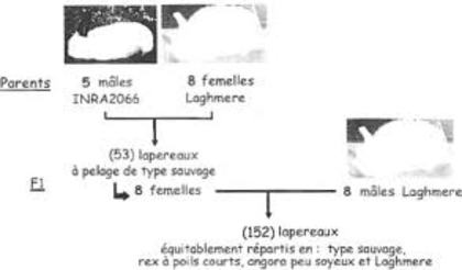 desc%u0103rcare (3) - M-Genetica in imagini