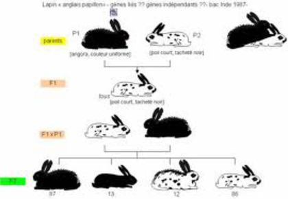 images (8) - M-Genetica in imagini