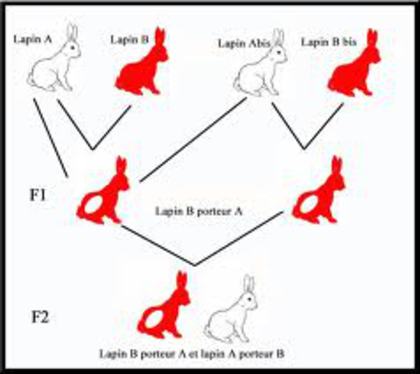 images (9) - M-Genetica in imagini