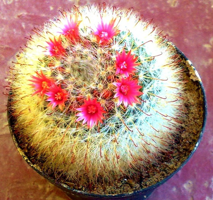 13062012 - Cactusi si suculente