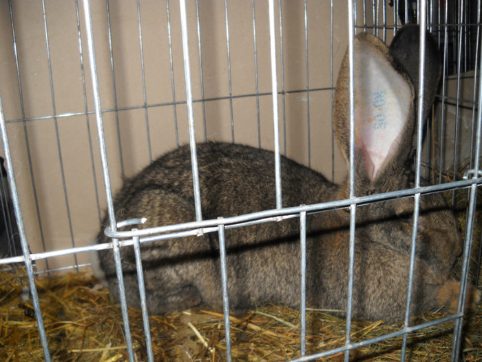 Picture 532