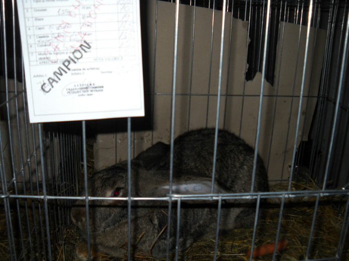 Picture 534