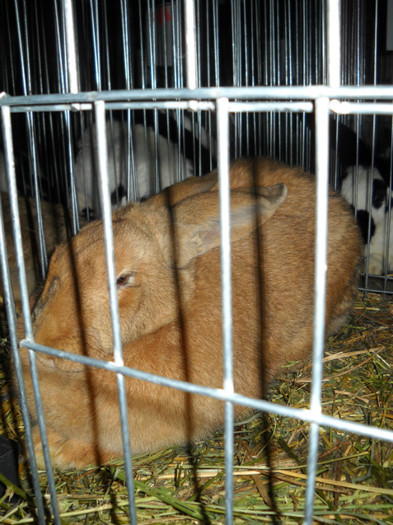 Picture 547