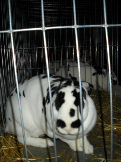 Picture 568