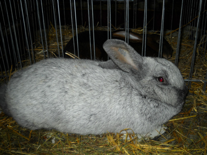 Picture 571