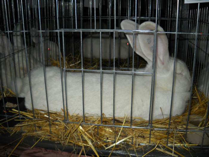 Picture 536