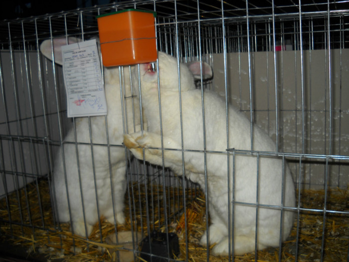 Picture 544