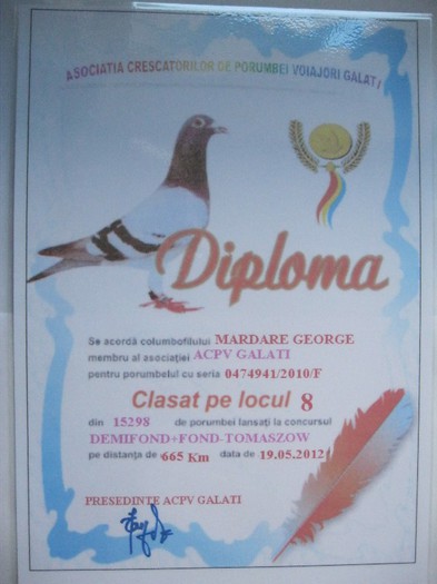 Locul 8 din 15298 porumbei Tomaszow 665 km - Diplome