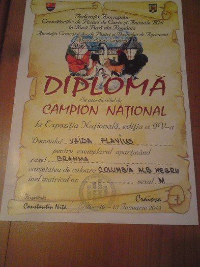 1 - REZULTATE DIPLOME CAMPIONI CRAIOVA 10-13 IAN 2013