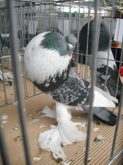  - Expo Nationala Cluj Ianuarie 2013