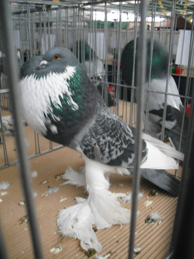  - Expo Nationala Cluj Ianuarie 2013