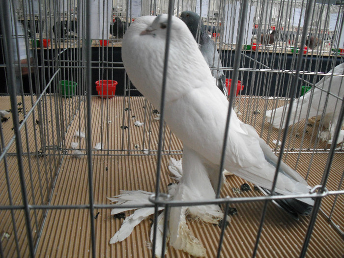  - Expo Nationala Cluj Ianuarie 2013