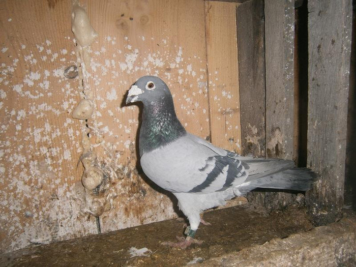 M.2007.UK - porumbei straini matca 2014