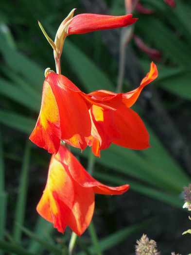 101_4257 - GLADIOLE 2012