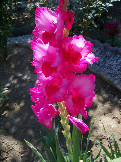 101_4616 - GLADIOLE 2012