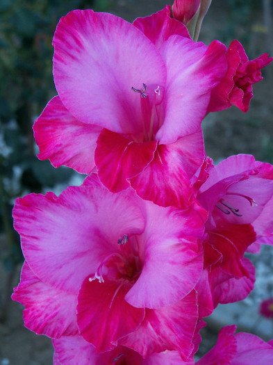 101_4650 - GLADIOLE 2012