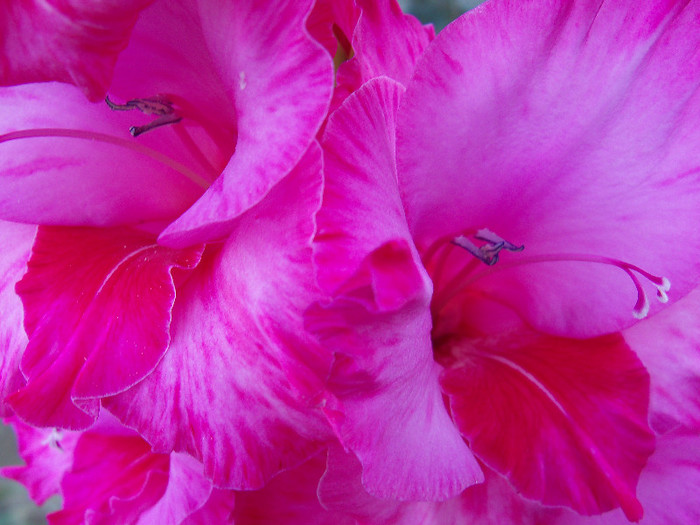 101_4554 - GLADIOLE 2012