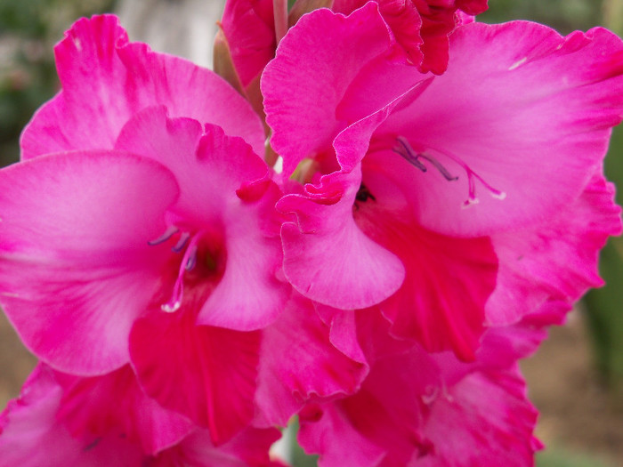 101_3907 - GLADIOLE 2012