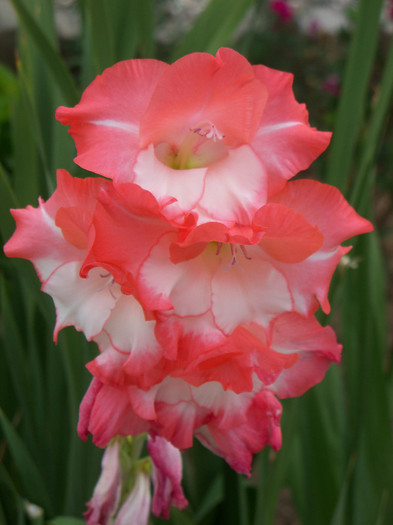 101_3912 - GLADIOLE 2012