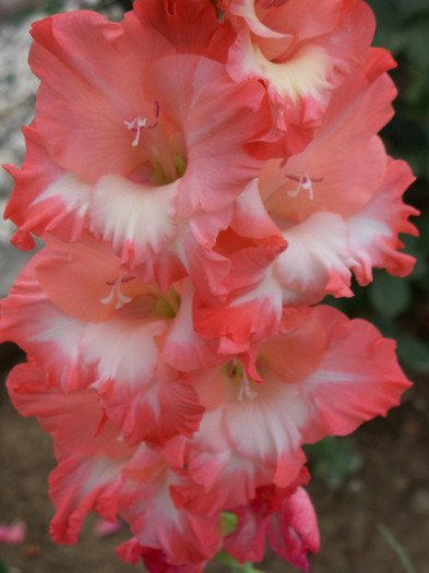 101_3911 - GLADIOLE 2012