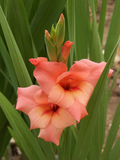 101_3920 - GLADIOLE 2012