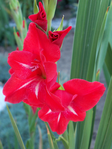 101_4645 - GLADIOLE 2012