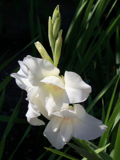 101_4482 - GLADIOLE 2012