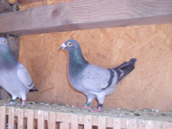 M RO2008 UCPR+M SK 2008