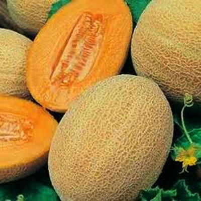 Pepene galben Best Hales Jumbo
