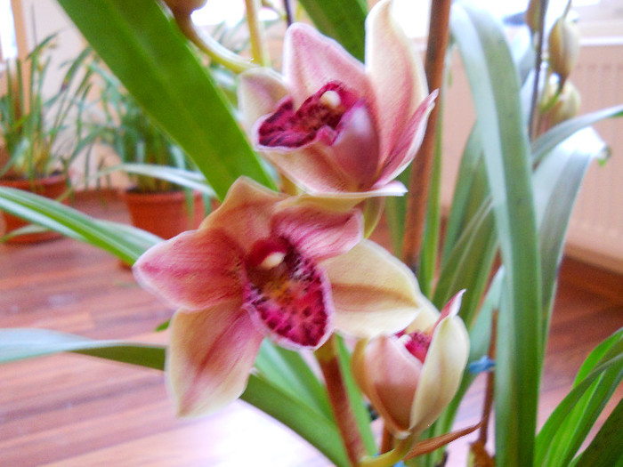 DSCN0612 - cymbidium