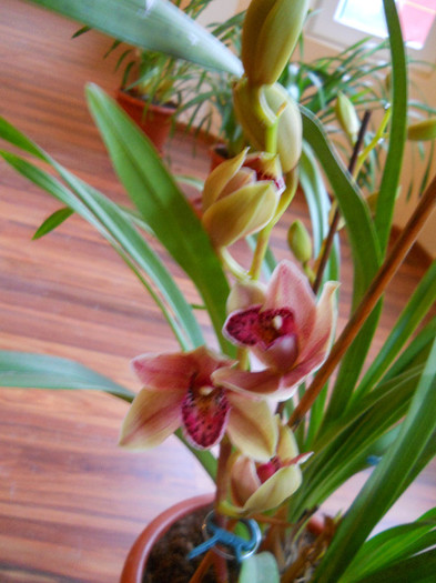 DSCN0617 - cymbidium