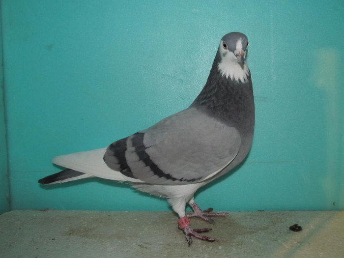 378040_235676503170099_1629997897_n