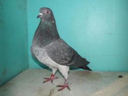 378040_235676506503432_1071376343_n