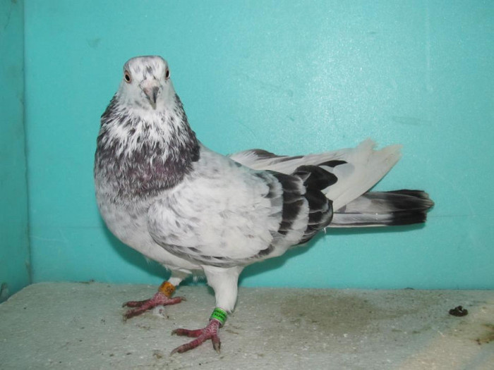 391860_235679913169758_1494498943_n