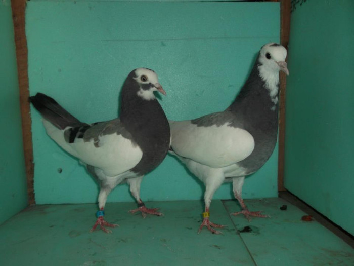 427499_376159175788497_1295765028_n